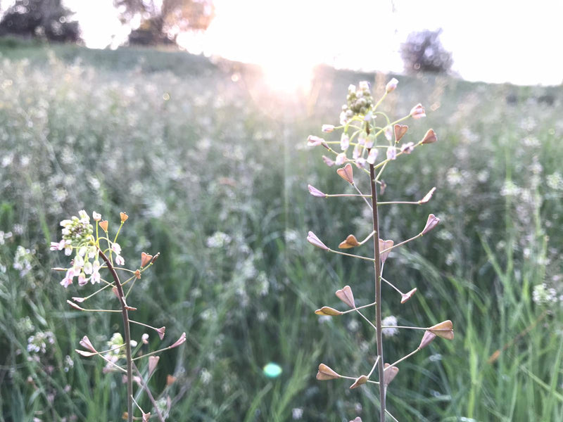 Sonnenuntergang auf der Wiese
